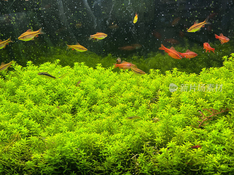 在淡水水族馆的鱼缸中游泳的樱桃倒刺(tituus titya)的浅滩图像，池塘杂草覆盖地面